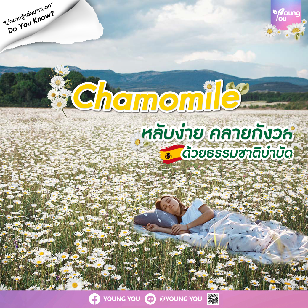 Chamomile ดอกคาโมมายล์