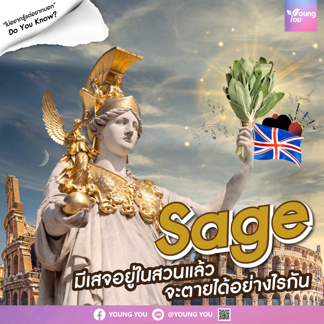 “Sage” มีเสจอยู่ในสวนแล้ว จะตายได้อย่างไรกัน